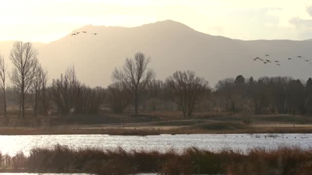 Flock Geese Flying Background Mountains — Stock Video