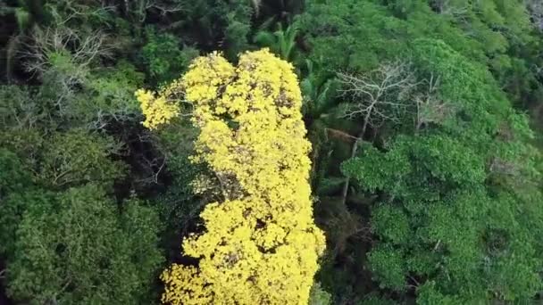 Guayacan Tree Standing Out Lush Foliage Panama Forest Aerial — Stock Video