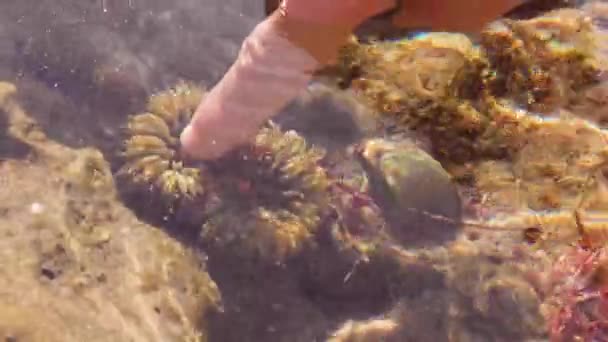水中世界では カリフォルニア州の女性の指で触れ ポリップ 水中では ポリプは黄金の太陽の下で自分自身に戻ります 4Kで撮影 — ストック動画