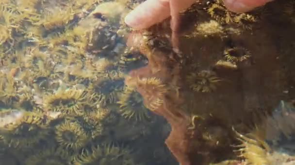 Mnóstwo Małych Polipów Jest Zgrupowanych Pod Wodą Samica Wkłada Palec — Wideo stockowe