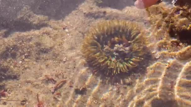 Polyp Trekt Zich Onder Water Terug Als Een Vrouwtje Het — Stockvideo