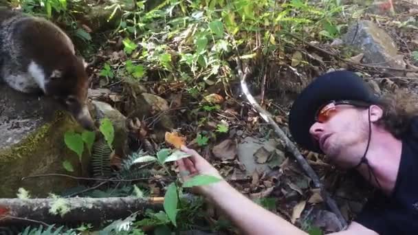 Male Feeding White Nosed Coati Coatimundi Hike Trail Volcan Baru — Stock Video