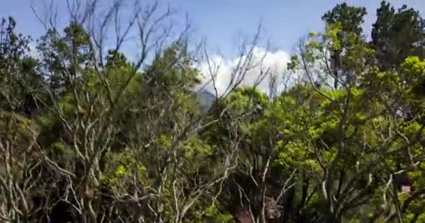 Chiriqui省高地和巴拿马Boquete镇的空中景观 巴鲁火山下山后射中的无人机的揭示 — 图库视频影像