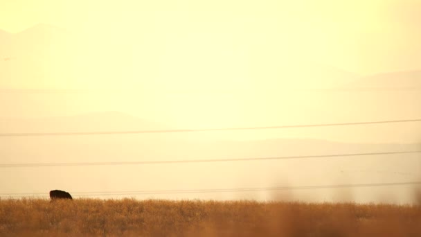 Colorado Ovalarında Katır Geyiği — Stok video