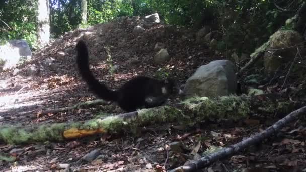 Coati Animal Approche Prudemment Pied Humain Sur Piste Panama Wilderness — Video