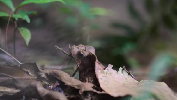 Amazon Frog Camouflage Crested Frog Brown Rhinella Margaritifera — Stock Video