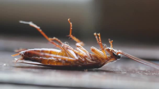 Insect Repellent Dying Cockroach Close Insecticide Pesticide Concept Pest Control — Stock Video