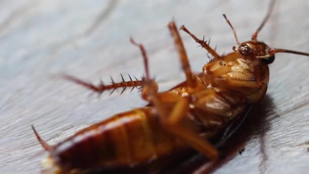 Kakkerlak Fobie Insectenwerend Middel Stervende Kakkerlak Van Dichtbij Begrip Insecticide — Stockvideo