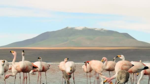 Slow Motion Close Wild Flamingos Mountain Background Laguna Colorado Eduardo — Stock Video