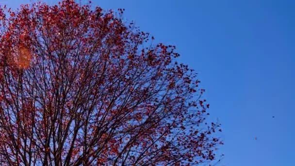 Rode Bladeren Druppelen Langzaam Van Een Herfstboom Blauwe Luchten Achtergrond — Stockvideo