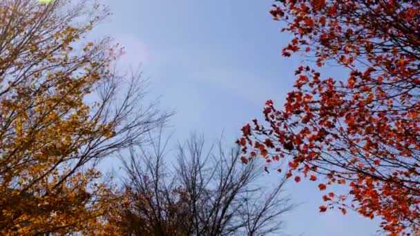 Três Árvores Outono Balançam Brisa Com Folhas Amarelas Outro Com — Vídeo de Stock