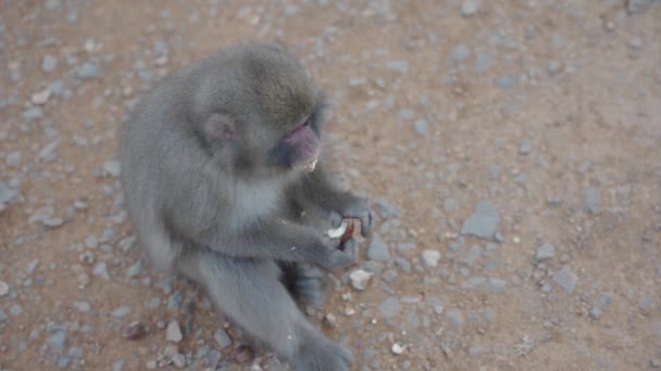 Parque Macaco Arashiyama Macaco Japonês Comendo Castanha — Vídeo de Stock