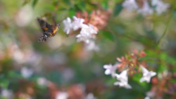 Kolibřík Hawk Moth Krmení Nectar Opylovací Květiny Pomalý Pohyb — Stock video