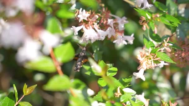 Hummingbird Hawk Traça Macroglossum Stellatarum Voando Câmera Lenta — Vídeo de Stock