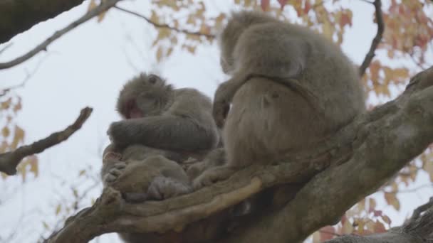 Japanische Makakenfamilie Baum Pflegt Und Pflückt Käfer Aus Pelz — Stockvideo