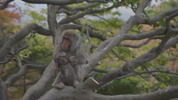 Japanische Makaken Mutter Pflegt Kinderfell Baum — Stockvideo