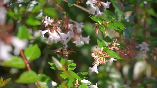 Kolibřík Jestřáb Moth Pomalém Pohybu Opylování Bílé Květy — Stock video