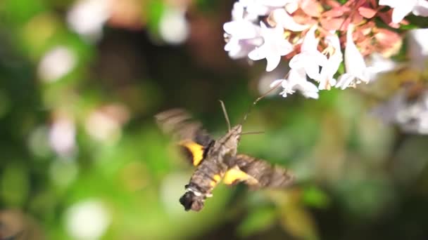 Kolibřík Jestřáb Moth Macroglossum Stellatarum Close Proboscis — Stock video