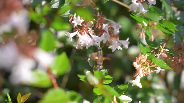 Kolibřík Moth Pomocí Proboscis Pít Nektar Bílých Květin — Stock video