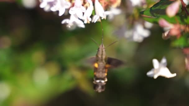 Kolibřík Jestřáb Můra Pomocí Proboscis Pití Nectar Pomalém Pohybu — Stock video