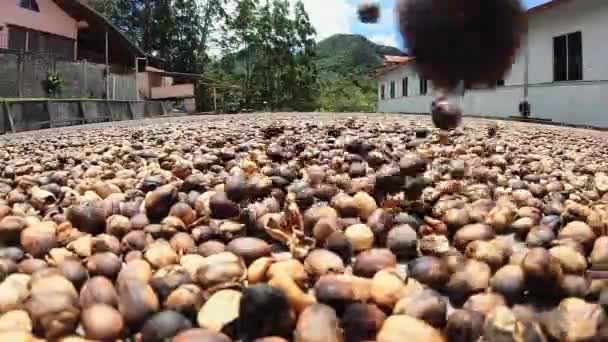 Secado Granos Café Tierra Ciudad Boquete Panamá Primer Plano Estático — Vídeos de Stock