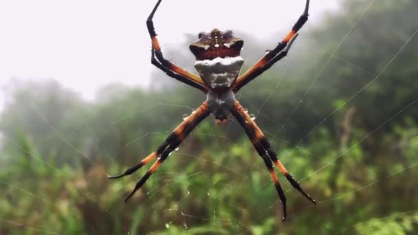 Detailní Záběr Velkého Pavouka Silver Argiope Sedícího Své Pavučině — Stock video