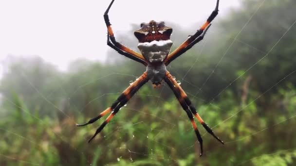 Close Uma Grande Aranha Prata Argiope Sentado Sua Teia — Vídeo de Stock