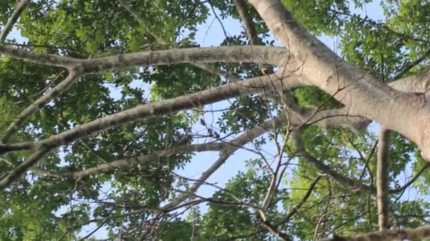 Duże Drzewo Poniżej Zielonego Baldachimu Wirujące Drzewo Las Deszczowy Amazonii — Wideo stockowe