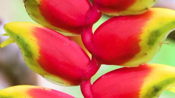 Rote Blume Von Heliconia Rostrata Tropische Amazonasblume — Stockvideo