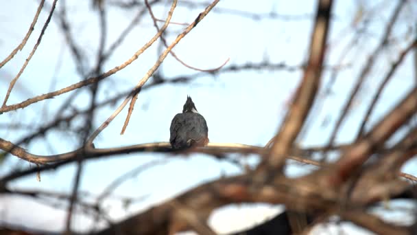 Cinturón Kingfisher Posando Rama Árbol — Vídeos de Stock