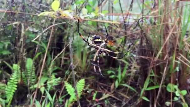 Große Spinne Argiope Argentata Klettert Ihrem Netz — Stockvideo