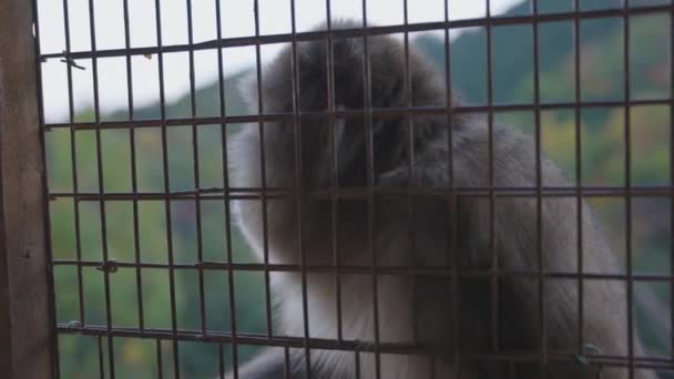 Japanische Makaken Hinter Zaun Schauen Sich — Stockvideo