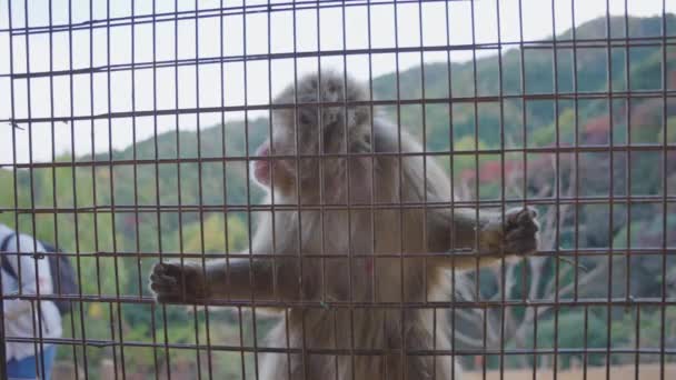 Japanische Makaken Halten Sich Käfig Fest Und Gehen Dann Weg — Stockvideo