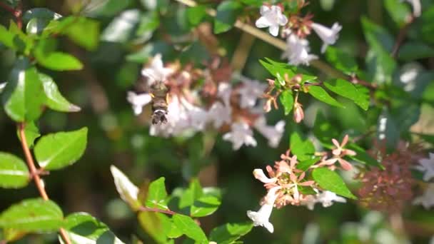 Zblízka Pomalý Pohyb Záběr Kolibříka Hawk Moth Hledání Nectar — Stock video