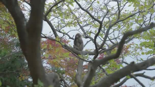 Japanische Makaken Sitzen Herbst Baum — Stockvideo