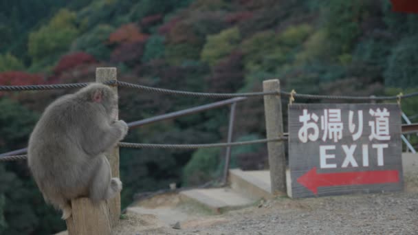 Japanische Makaken Sitzen Auf Baumstumpf Bei Ausfahrt Schild Arashiyama Affenpark — Stockvideo