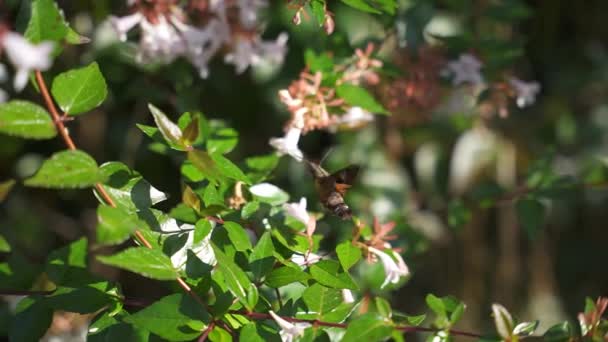 Cámara Lenta Colibrí Halcón Polilla Beber Néctar Flor — Vídeos de Stock