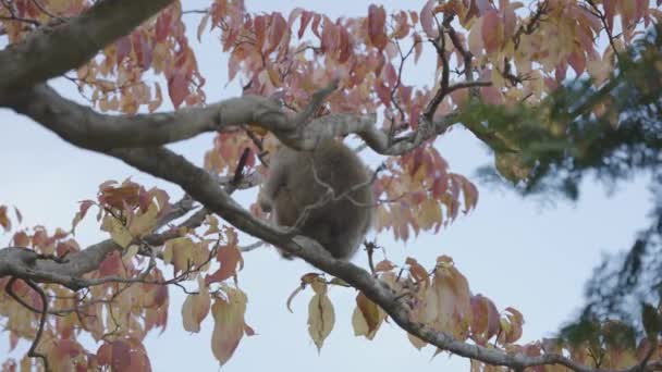 Japanese Macaque Sitting Alone Autumn Colored Tree Arashiyama Kyoto — 비디오