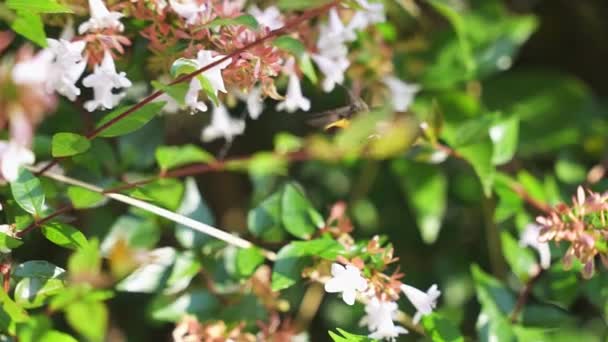 Suzumeba Japanese Colmingbird Hawk Moth Pomalý Pohyb — Stock video