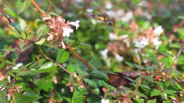 Asiático Hummingbird Hawk Traça Pairando Sobre Flores Para Alimentar — Vídeo de Stock