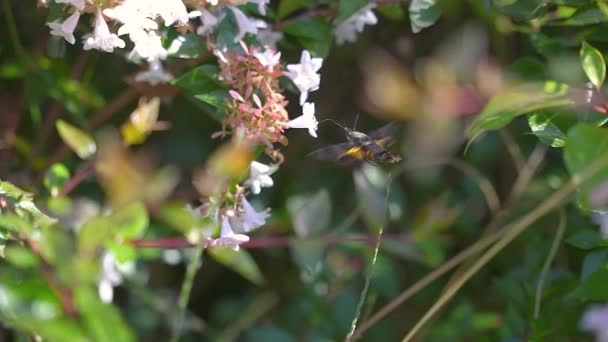 Hovering Hummingbird Falco Falena Utilizzando Proboscide Nutrirsi Fiori — Video Stock