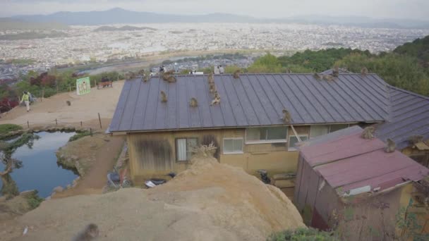 Macacos Japoneses Cubriendo Techo Del Edificio Arashiyama Kyoto Japón — Vídeos de Stock