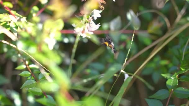 Humming Bird Hawk Moth Japan Suzumeba Slow Motion — Stock video