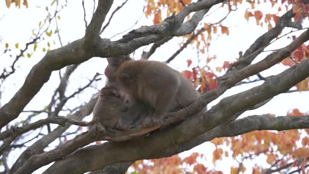 Baby Nihonzaru Trinkt Makakenmilch Herbstbaum — Stockvideo