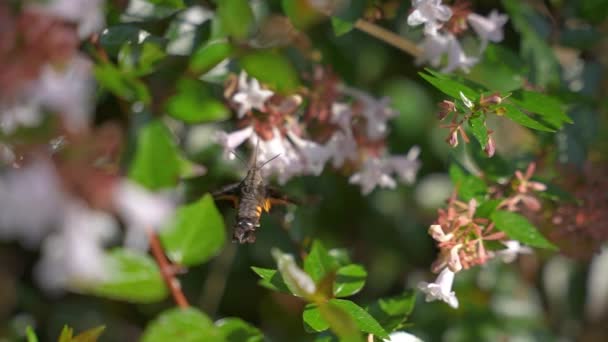 Kolibřík Hawk Moth Zblízka Zpomalit Záběr Krmení Divokých Květinách — Stock video