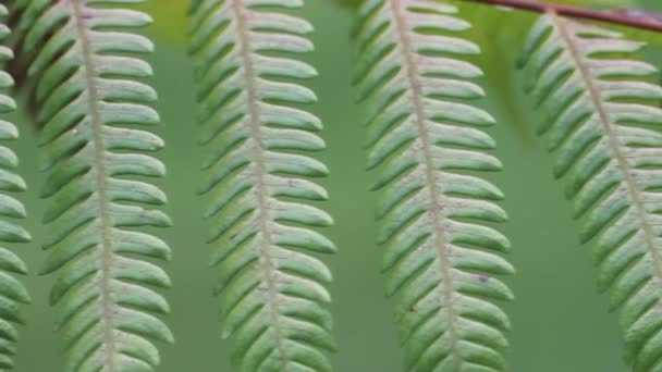 Makro Exotických Zelených Rostlin Fern Odchází Zblízka Zelená Čerstvá Rostlina — Stock video