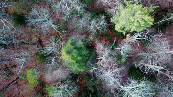 Aerial Tiltup Zagubione Lesie Lesie Wyszukiwanie Lotnicze Skanowanie Zaginionej Osoby — Wideo stockowe