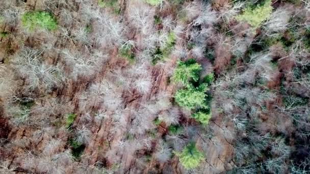 Aerial Búsqueda Bosques Bosques — Vídeos de Stock