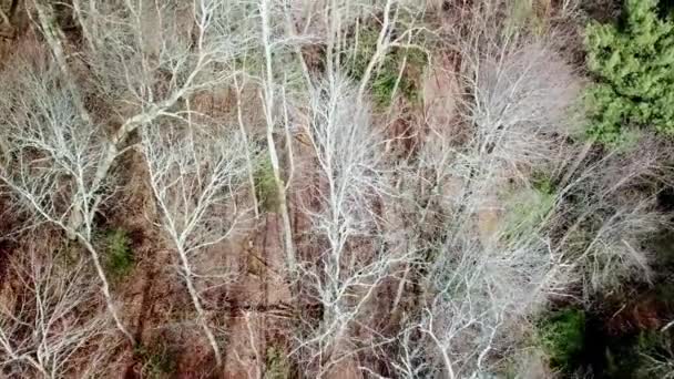 Drzewa Zimą Samotne Lasy Poszukiwania Lotnicze Poszukiwania Ratownictwo — Wideo stockowe