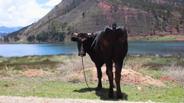 田舎のアンデス山脈のカメラを見る黒い雄牛 — ストック動画